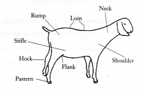 Diagram of meat goat body parts.